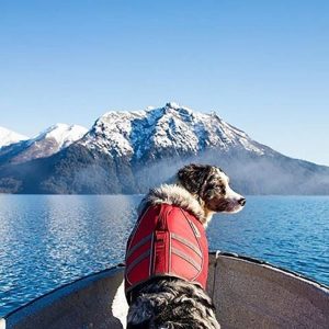 dog life jackets for freezing ice cold water