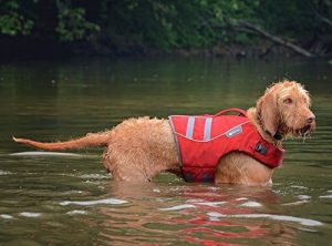 dog life vests in the water