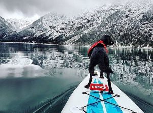 life jackets dogs at the lake